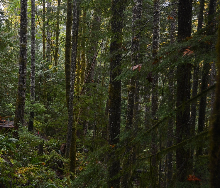 old-growth forest